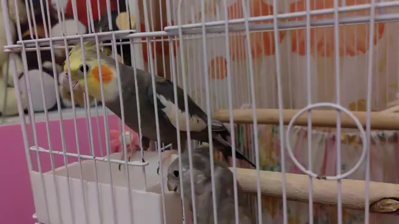 عروس هلندی جفت|پرنده|سهند, |دیوار