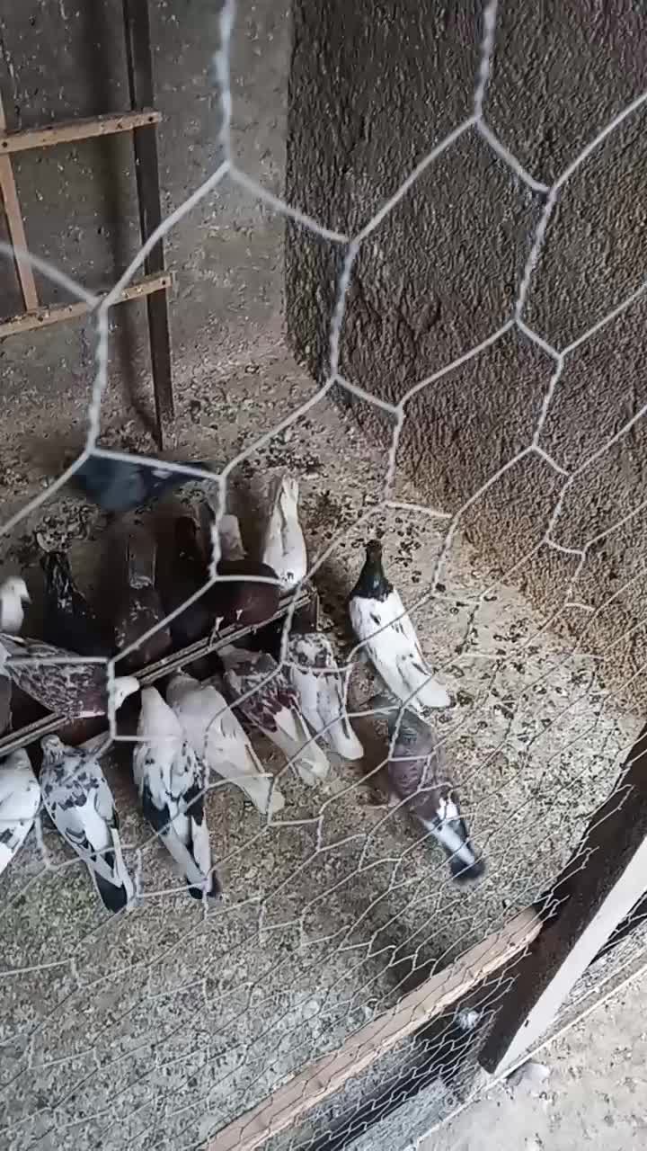 کبوتر تکپر|پرنده|خان ببین, |دیوار