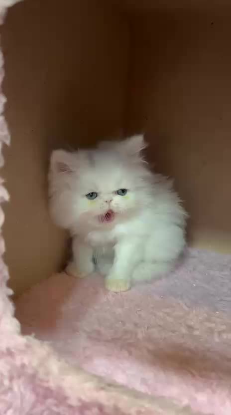 پرششین سفید برفی|گربه|رشت, چله خانه|دیوار