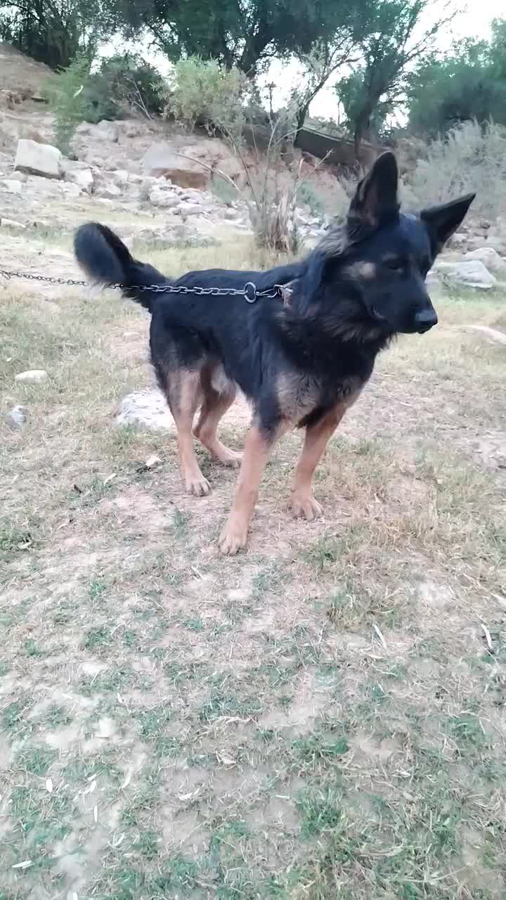 سگ ژرمن واگزاری نقدی|سگ|مسجد سلیمان, |دیوار