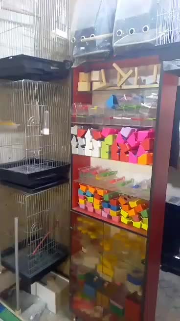 دنیای پرندگان آراز|پرنده|مشگین شهر, |دیوار