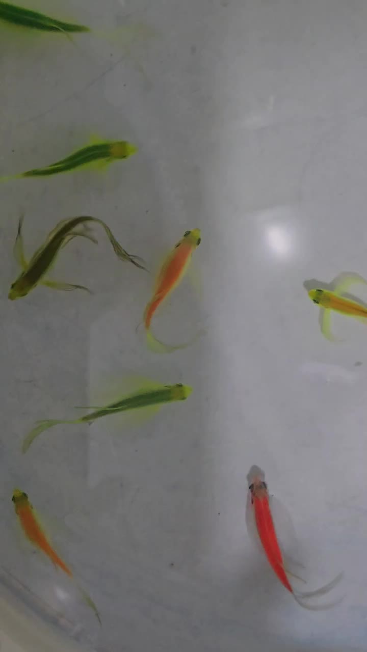 گوپی خاص و زبرا هیبرید|ماهی|شیراز, غدیر شمالی|دیوار