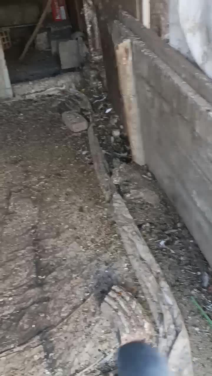 سبز دوخط کفتر پلاکی زره ای پرشی|پرنده|نجف‌آباد, قلعه سفید|دیوار