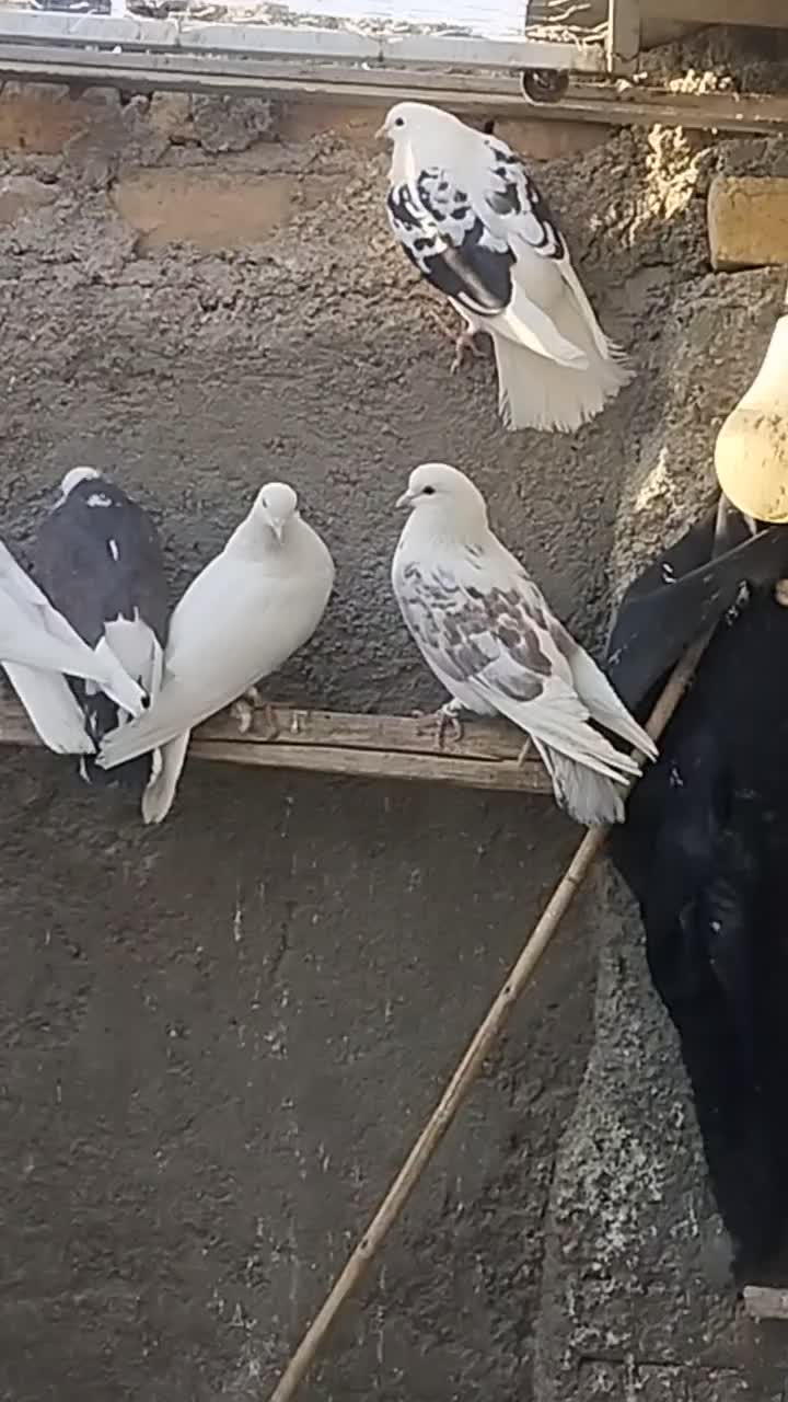 تهرانی|پرنده|شاهرود, |دیوار