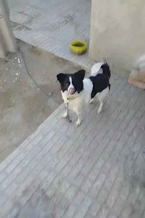 سگ خونگی|سگ|ایرانشهر, |دیوار