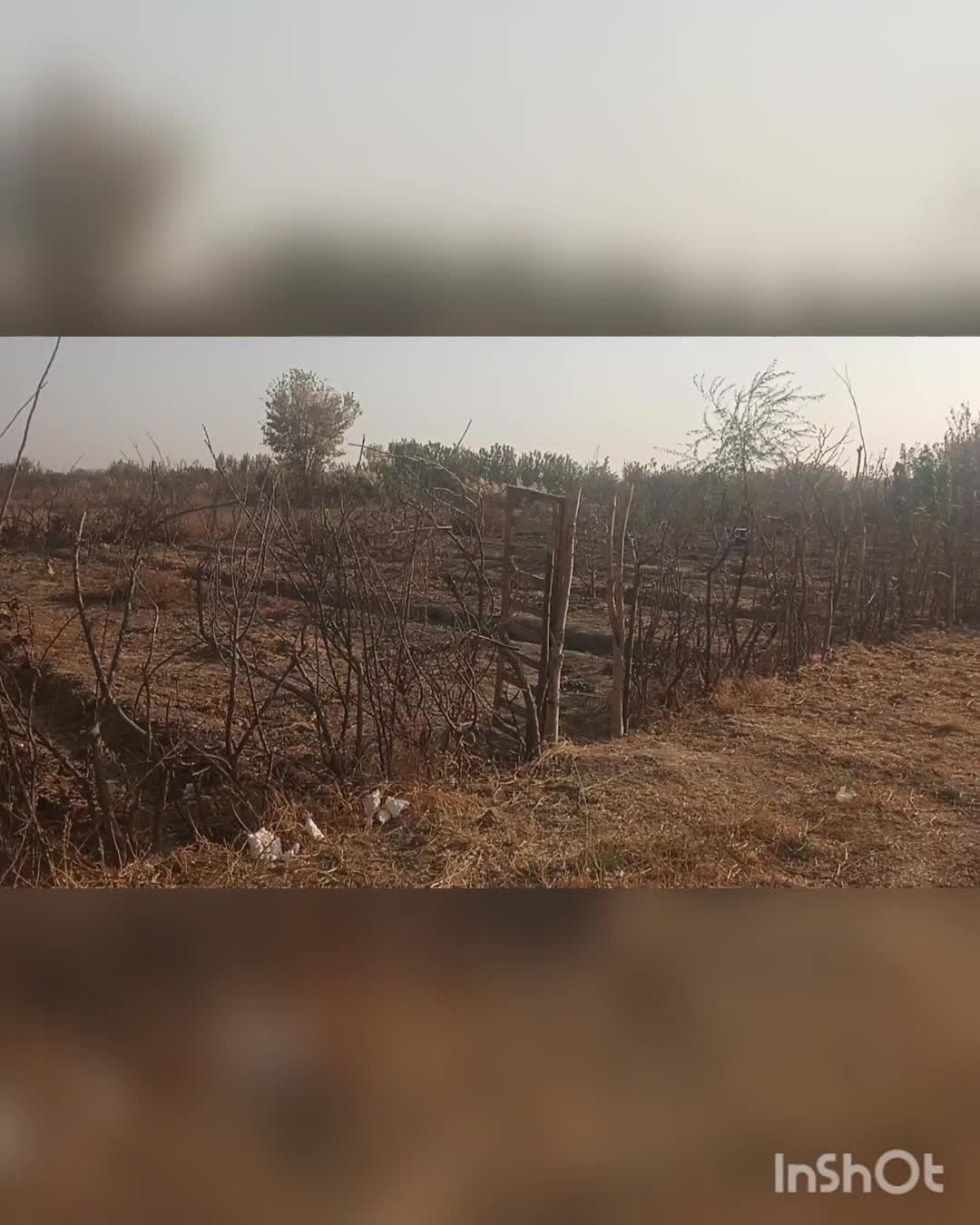 فروش باغچه در پیشک دو ماهدشت|فروش زمین و ملک کلنگی|ماهدشت, |دیوار