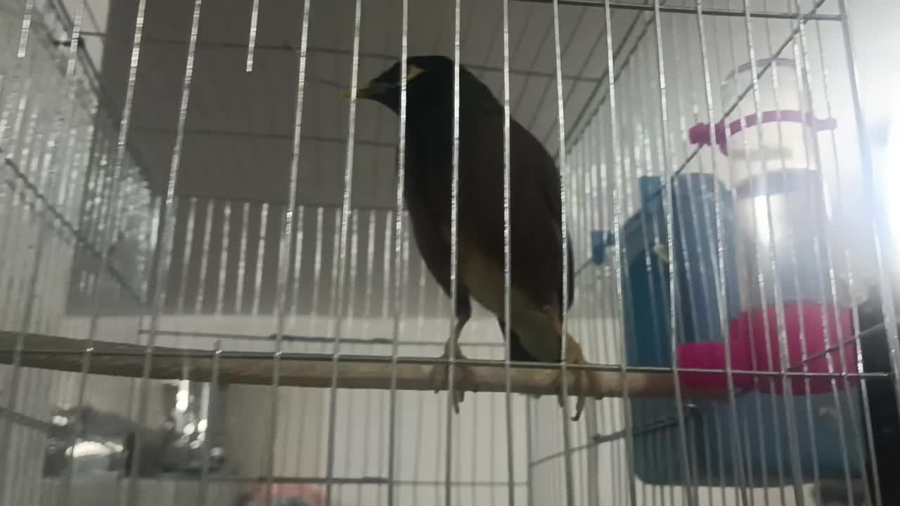 مرغ مینا|پرنده|بم, |دیوار