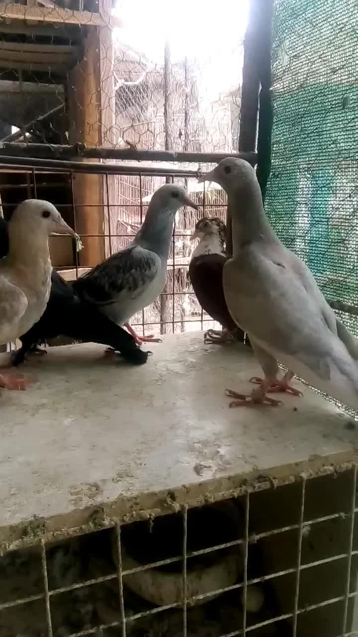 نروماده جفتگاه.   ‌جوجه کرمونی|پرنده|مشهد, آزادشهر|دیوار