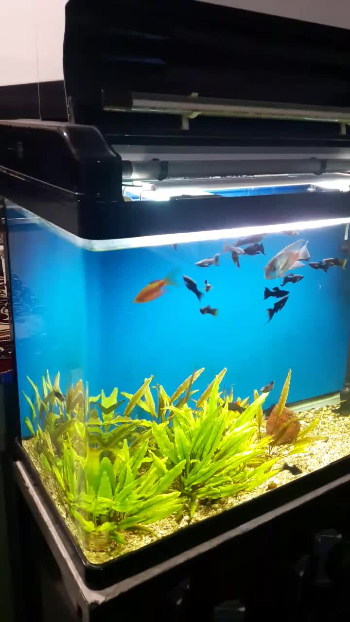 اکواریوم کمری و ماهی|ماهی|دماوند, دماوند|دیوار