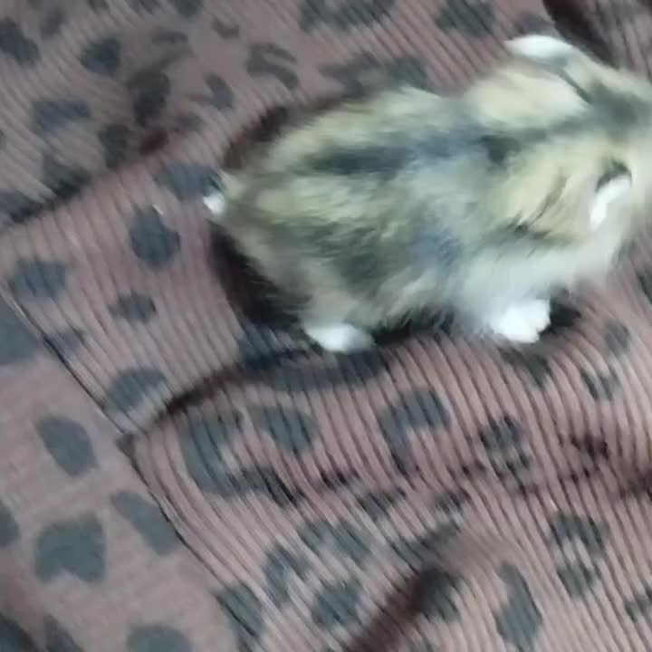 همستر کمپل شیطون و بامزه|موش و خرگوش|تهران, افسریه شمالی|دیوار