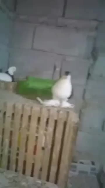 کبوتر رنگی فروشی|پرنده|راسک, |دیوار