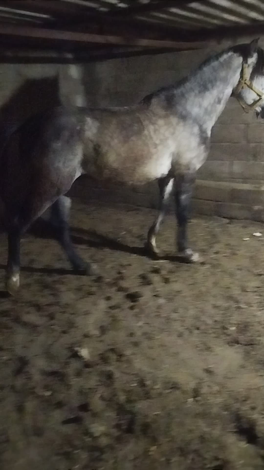 اسب|اسب و تجهیزات اسب‌سواری|پارس‌آباد, |دیوار