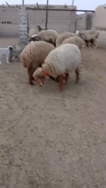 چند عدد گوسفند زاییده داشتی|حیوانات مزرعه|هندیجان, |دیوار