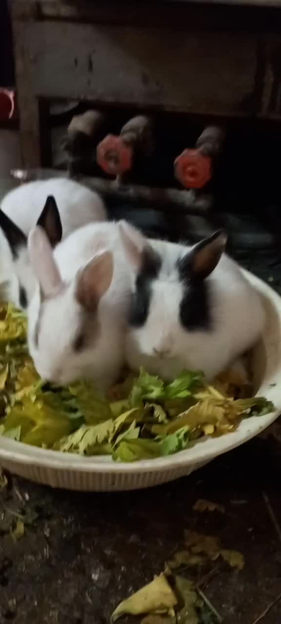 خرگوش|موش و خرگوش|تهران, شهرک رضویه|دیوار