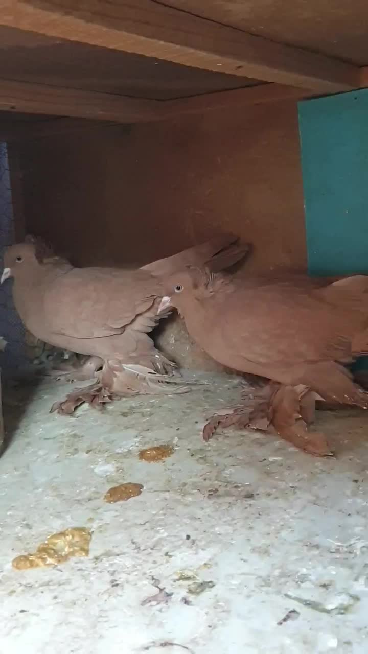 راعبی ( رواعب ) زرد جوان|پرنده|ماهدشت, |دیوار