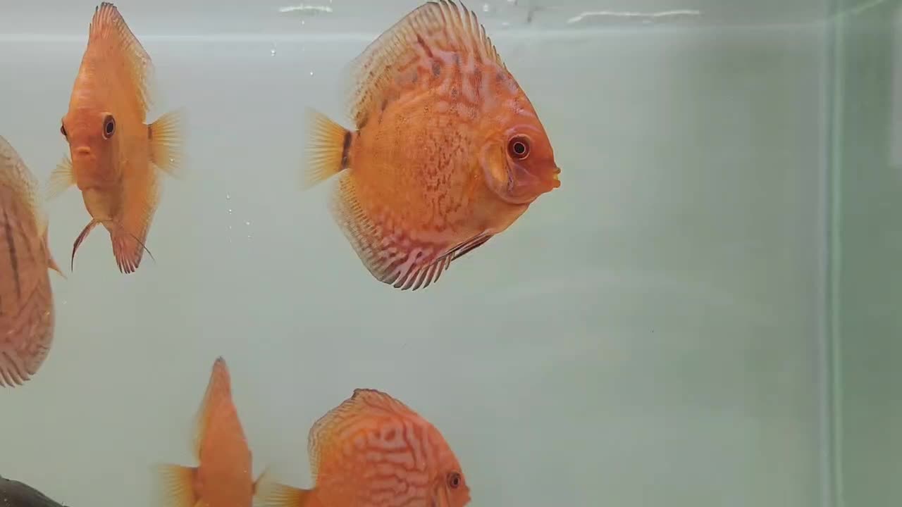 ماهی دیسکس|ماهی|باسمنج, |دیوار