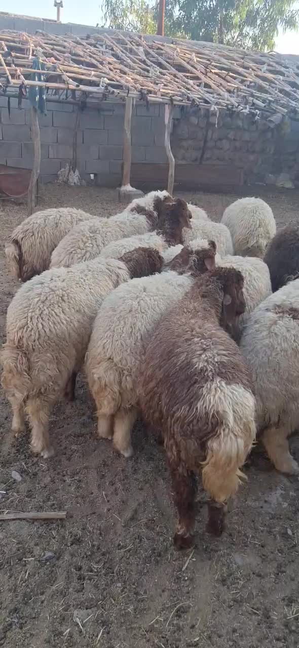 بره|حیوانات مزرعه|سراب باغ, |دیوار