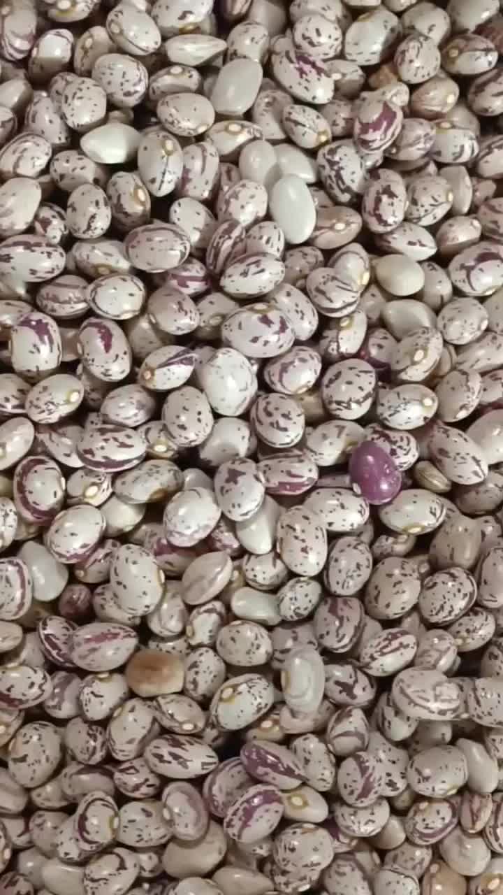 لوبیا چیتی پاک کرده|حراج|کاشان, فاز ۲ ناجی آباد|دیوار