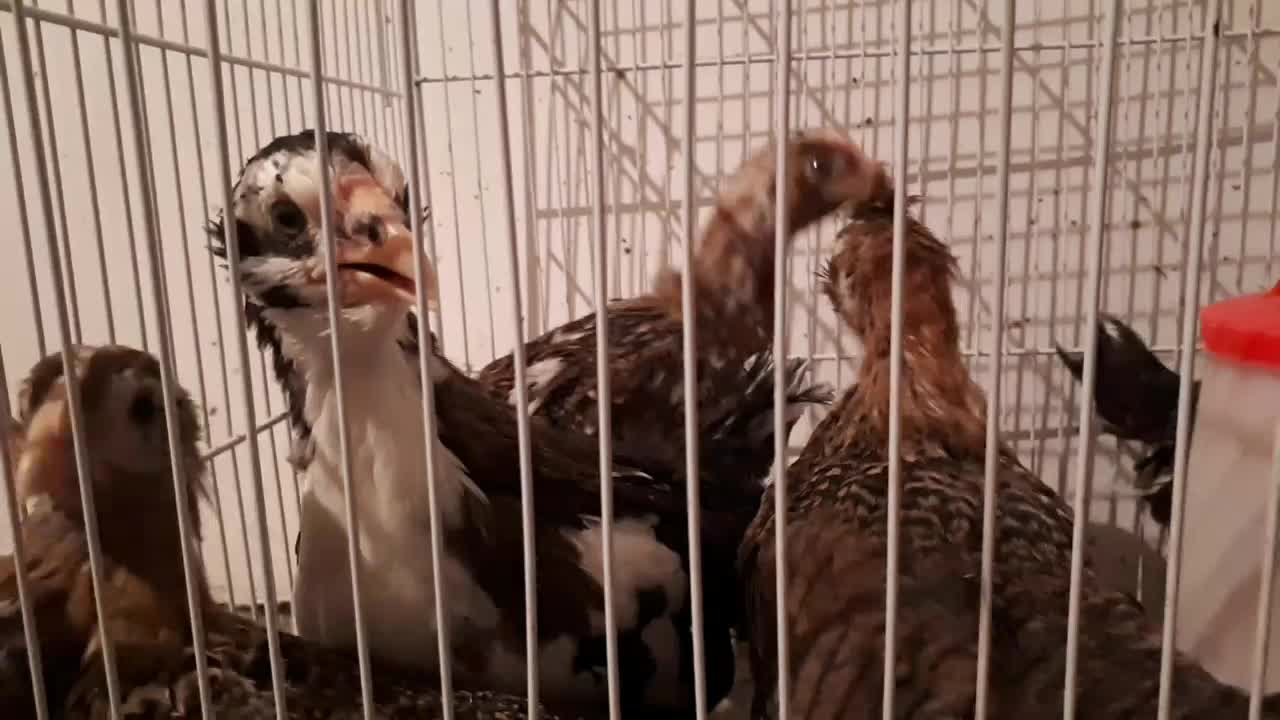 جوجه مرغ گلین عشایر|حیوانات مزرعه|سبزوار, قصبه اب یمین|دیوار