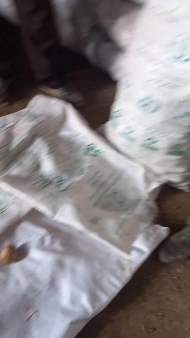 بذر وارداتی ۴۰۲ و ۴۰۳ سیب زمینی در بهار همدان|خدمات باغبانی و درختکاری|اردبیل, |دیوار