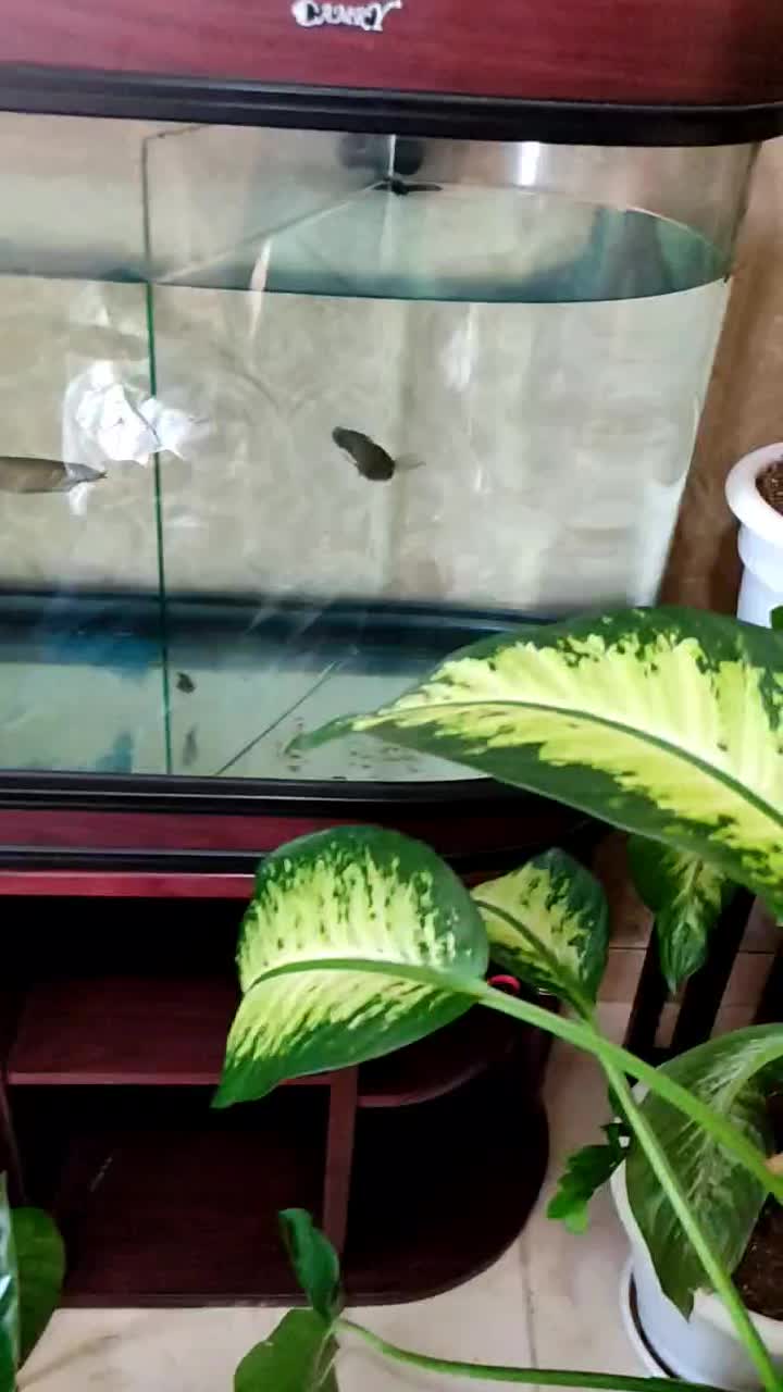 ماهی چانا رد مارو|ماهی|پرند, فاز ۴|دیوار