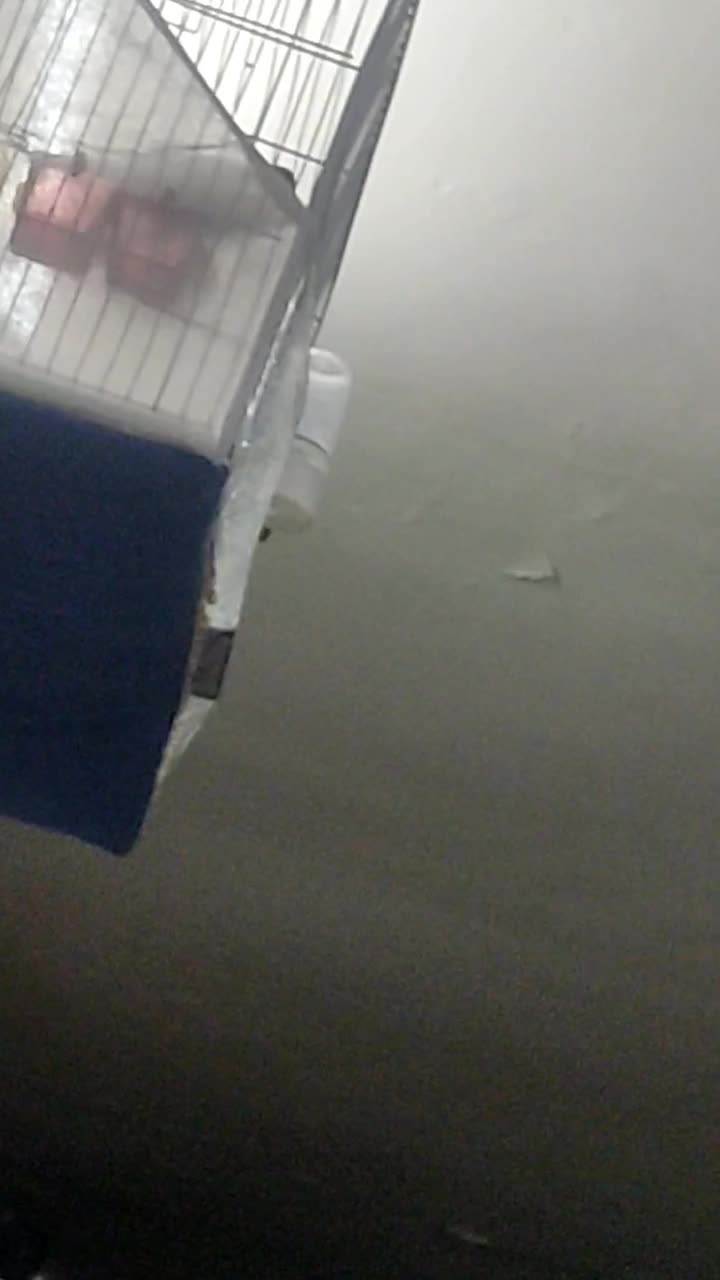 قناری زیتونی نر مست دهن سهره|پرنده|مشهد, تلگرد|دیوار