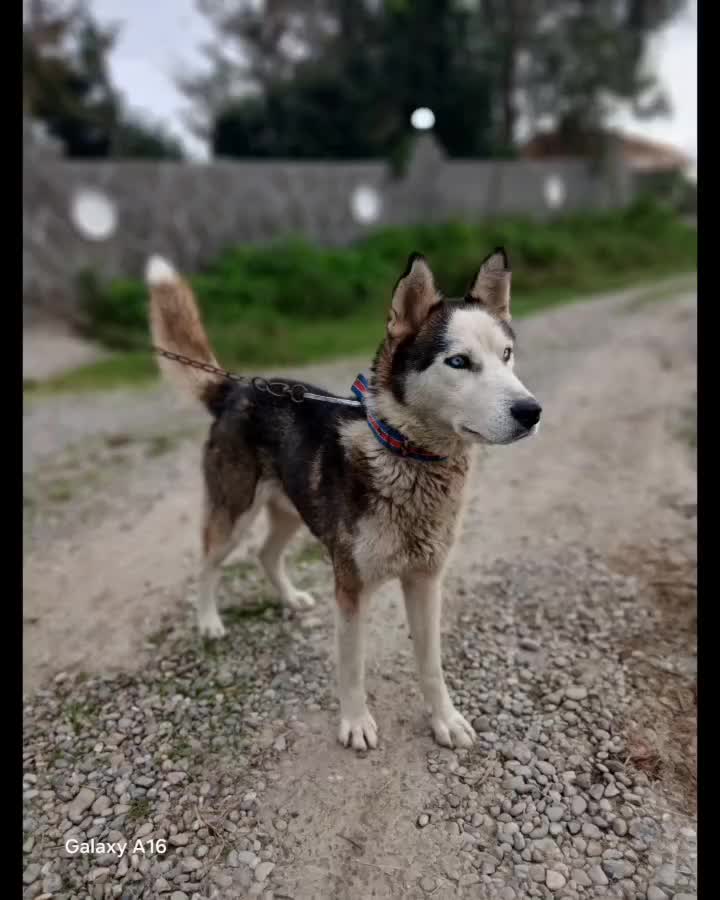 سگ هاسکی اصل|سگ|رشت, یخسازی|دیوار