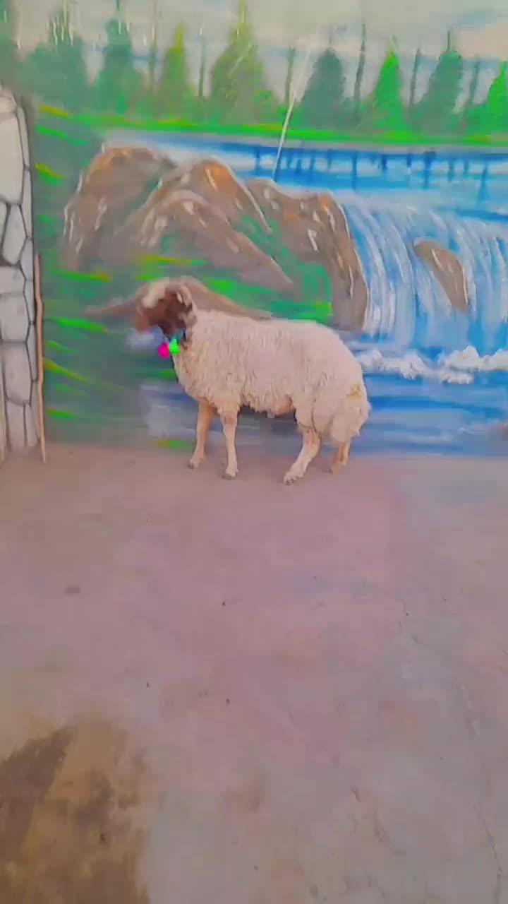 بره شیشک قوچ سنجابی اصل|حیوانات مزرعه|کاشمر, |دیوار