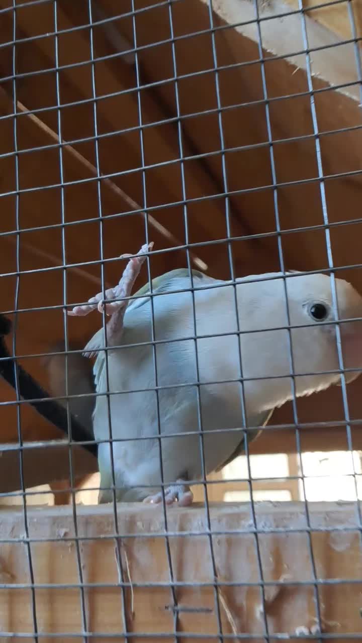 کتوله برزیلی|پرنده|کوه چنار, |دیوار