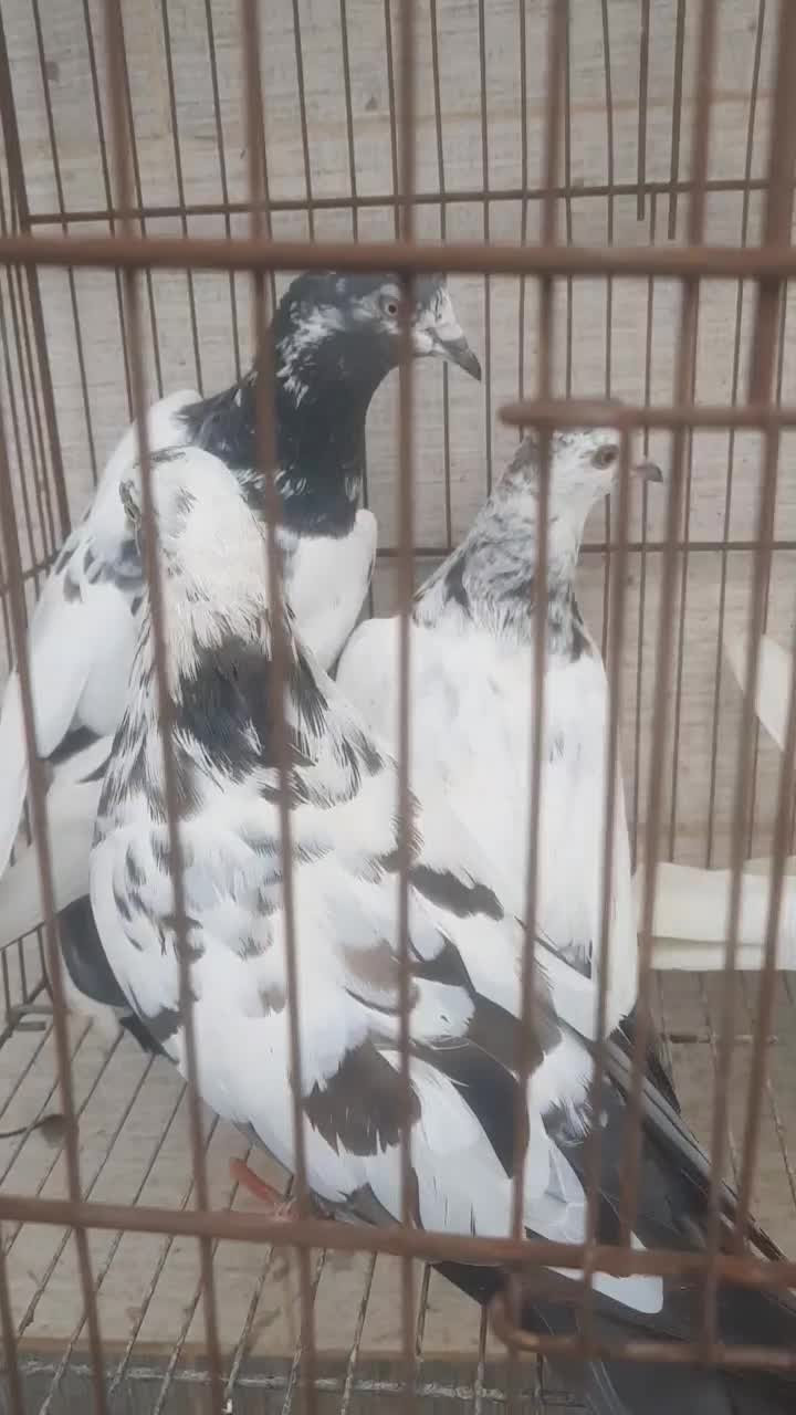 کبوتر|پرنده|رشت, جانبازان|دیوار