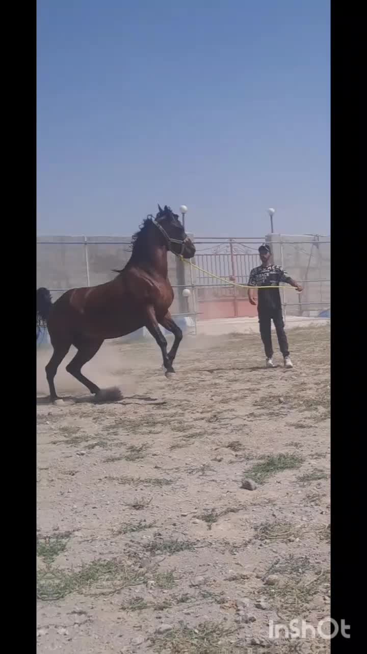 اسب کرد مادیان|اسب و تجهیزات اسب‌سواری|سراب, |دیوار