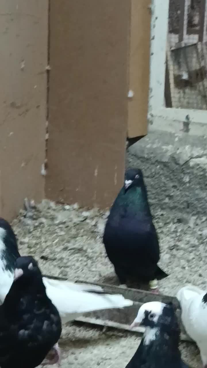 زیل|پرنده|قزوین, |دیوار