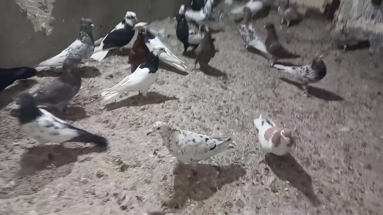 کبوتر رنگی|پرنده|اهواز, کیانشهر|دیوار