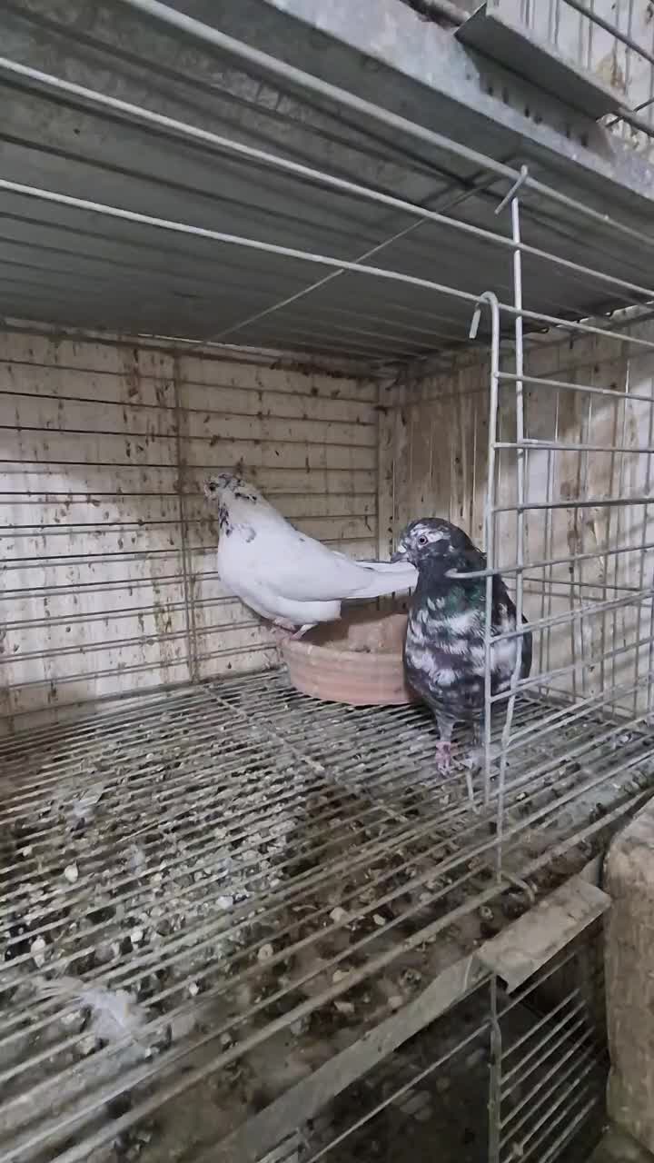 ۳ جفت پرشی|پرنده|شاهین‌شهر, حافظ شمالی|دیوار