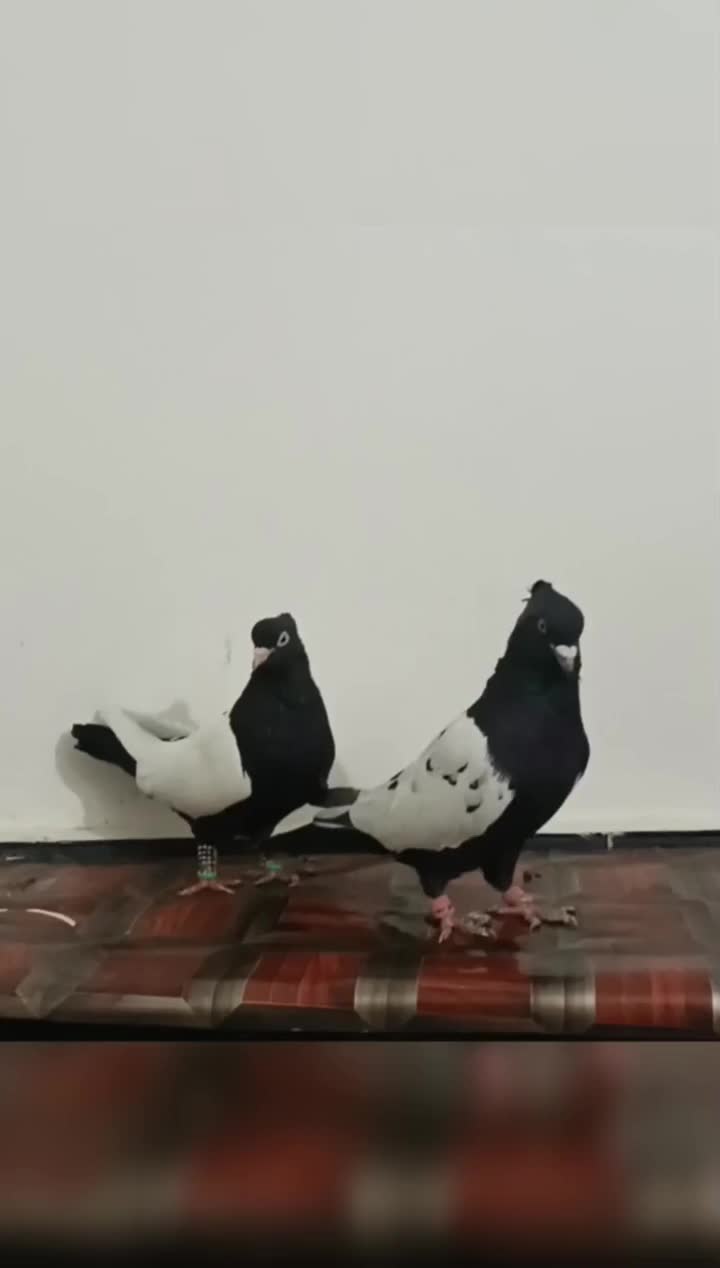 رنگه|پرنده|تربت جام, معدآباد|دیوار