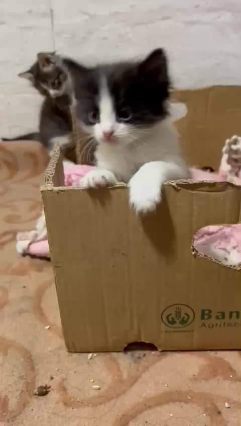 واگذاری گربه|گربه|بندر ماهشهر, |دیوار