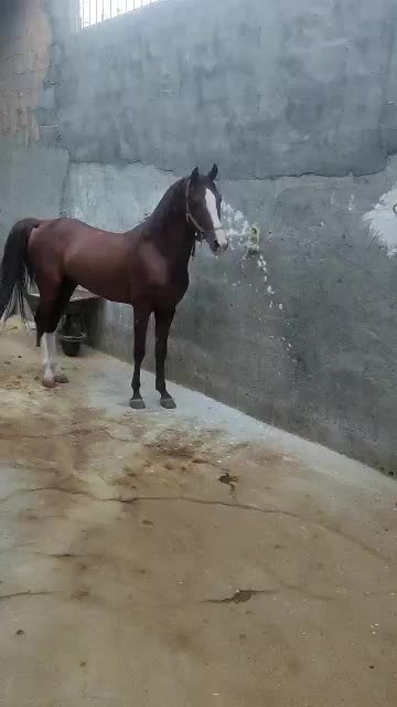 اسب کرد پنج ساله|اسب و تجهیزات اسبسواری|پیربازار, |دیوار