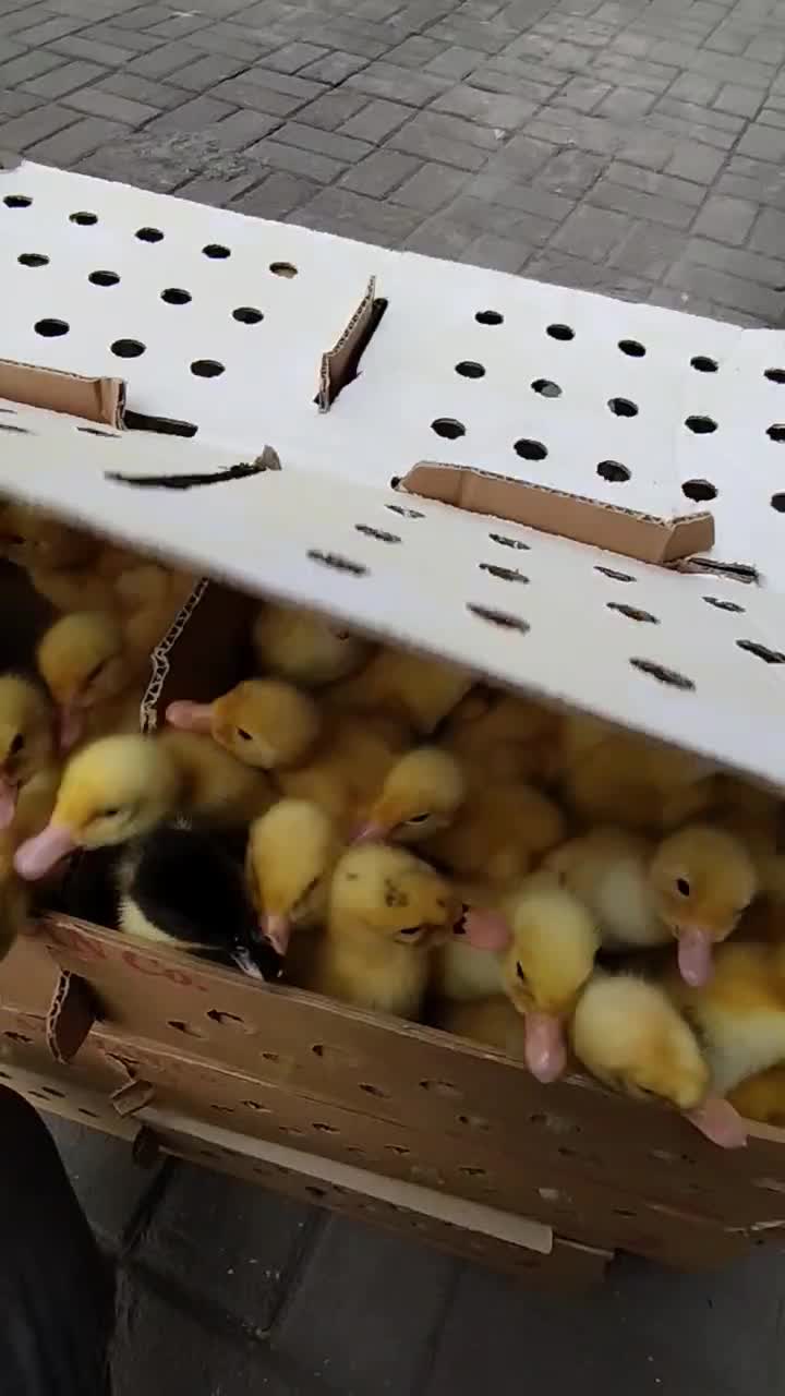 جوجه اردک پکنی 2روزه|حیوانات مزرعه|گرگان, |دیوار