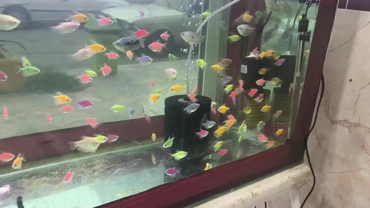 انواع ماهی آکواریومی زینتی|ماهی|قائم‌شهر, |دیوار