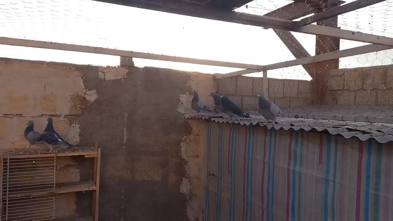 کبوتر پلاکی اصل مسافتی|پرنده|خرمدره, |دیوار