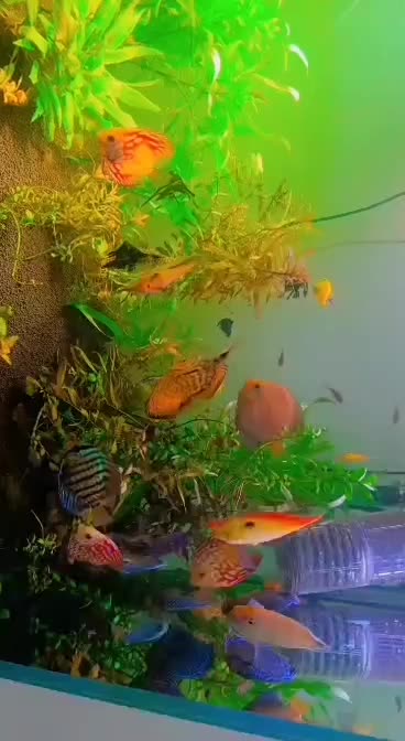 ماهی دیسکس|ماهی|مشهد, ایثار|دیوار