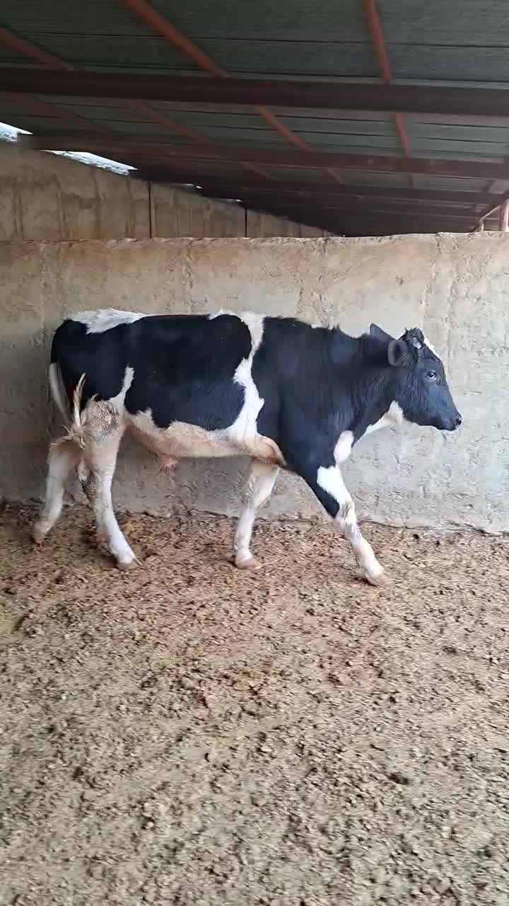 گوساله نر|حیوانات مزرعه|شیراز, سلطان آباد|دیوار