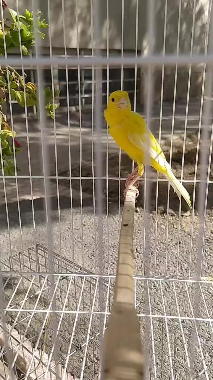 قناری نر قرص زرد رسمی بلند|پرنده|اسلامشهر, شهرک سعیدیه|دیوار