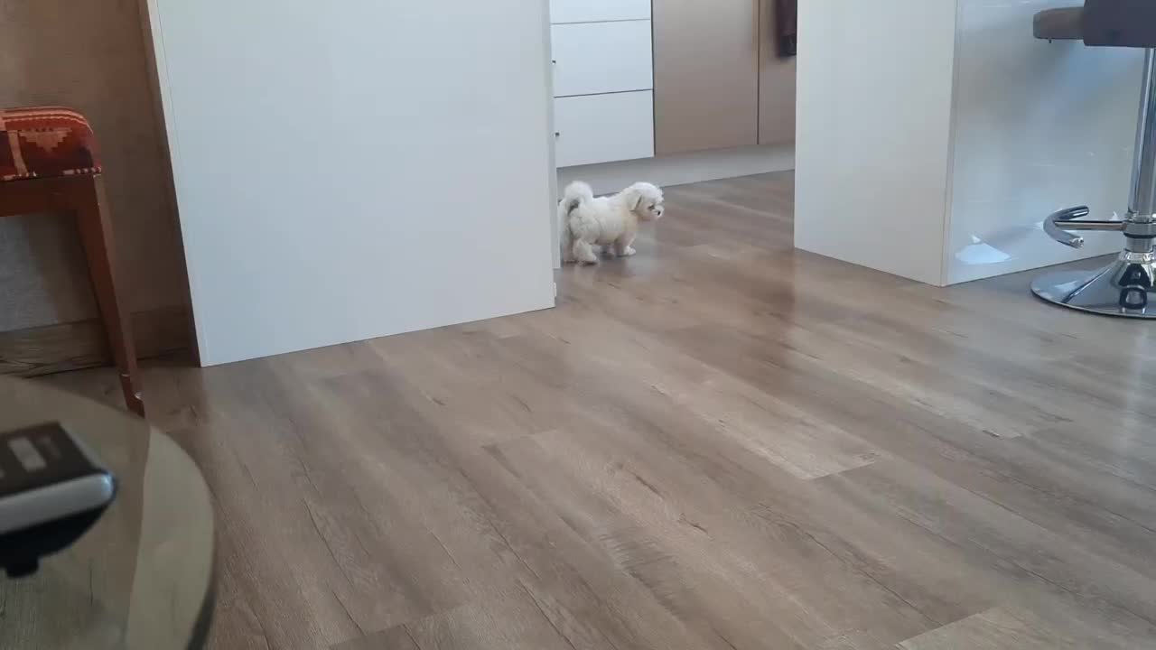 سگ شیتزو کراس|سگ|تهران, پردیسان|دیوار