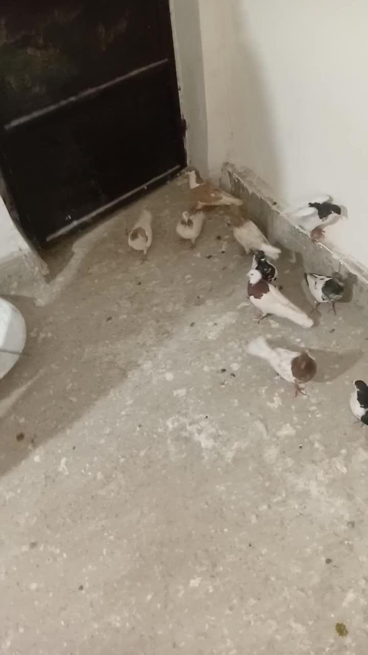 کبوتر رنگی سلطان اباد|پرنده|سبزوار, زینبیه|دیوار