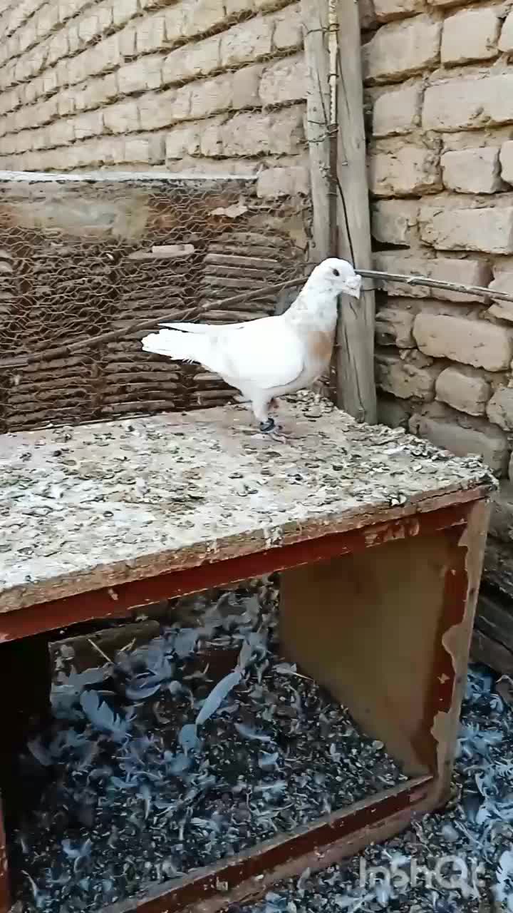 اوقون زرد نر|پرنده|قاسمآباد (خواف), |دیوار