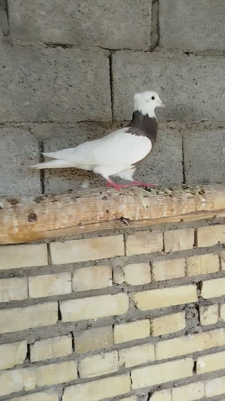 توقی نر وماده|پرنده|حمیدیه, |دیوار