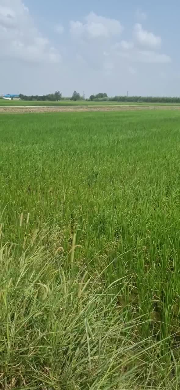 برنج طارم هاشمی خالص و سورت‌شده|خوردنی و آشامیدنی|قم, شاه سید علی|دیوار