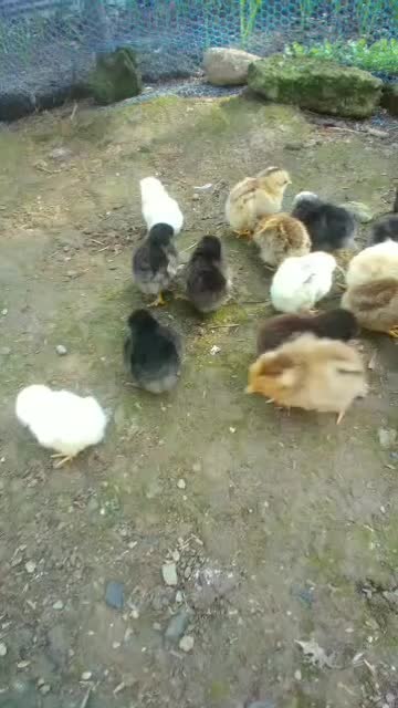 جوجه محلی اصیل گیل. عروس هلندی.خروس برهما|حیوانات مزرعه|رشت, شهرک احمد خمینی|دیوار