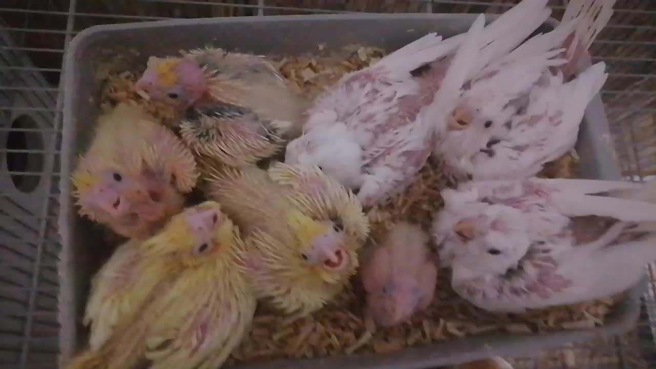 عروس هلندی دوکت پروانه ای البینو ولتینو|پرنده|آذرشهر, |دیوار